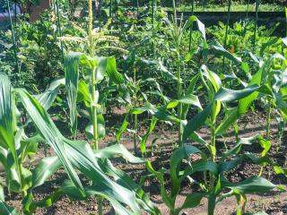 Hatake no Oyado - Vacation STAY 13929v - 9