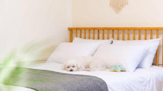 Taean WithDog Aegyeonspa Poolvilla - 2