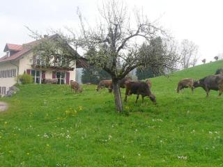 Ferienwohnung Bio-Bauernhof Schuwerk - 9