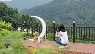 Gapyeong Manwol Aegyeon Pool Glamping - 8