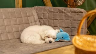 Gapyeong Dongban84 Glamping&Pool villa - 5