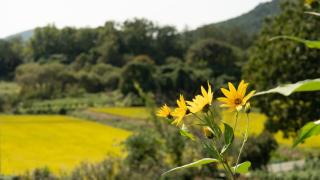 Yangyang Slowstay Pension - 1