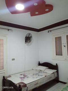 منتج الزهور اكتوبر الإسكندرية - 3