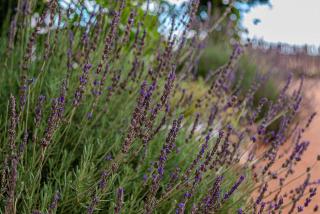 Tropic of Capricorn Guest Farm - 1