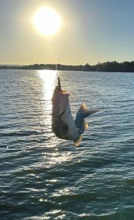 Modern Couples Retreat , Lakefront, Private Dock - 4