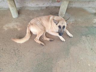 Sítio ypê amarelo - 8