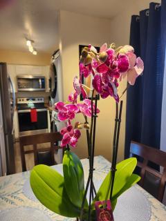 2-bed condo, cook-ready kitchen, and laundry, 5-8 minutes from University of Arizona and downtown Tucson - 3