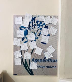 Agapanthus - 8
