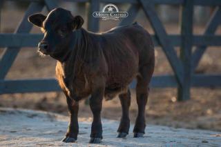 Hotel Fazenda Monte Castelo - 7