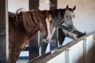 Hotel Fazenda Monte Castelo - 1