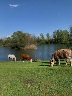 Püspökmolnári Tóparti Álombirtok - 6