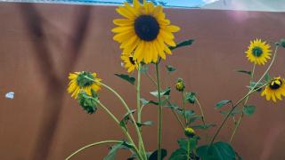 Mary-Jo Bed and Breakfast - 4