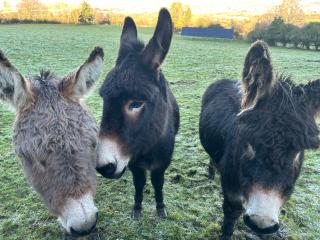 Valley view cabin in the woods on a farm - 2