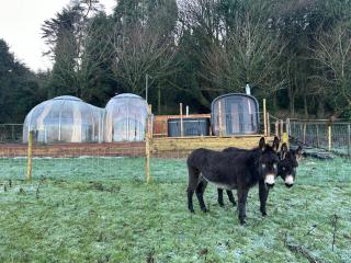 Farm stay cabin in the woods - 7