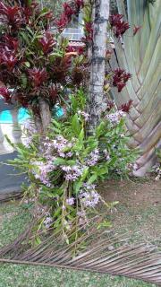 Chácara Aconchego na Natureza - 5