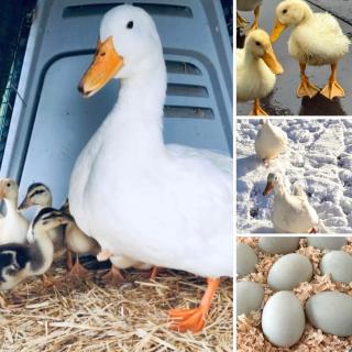 Athol Country Bed & Breakfast - 2