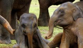 Paramount Safari Cottage - 8