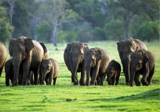 Paramount Safari Cottage - 9