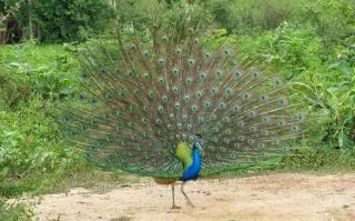 Paramount Safari Cottage - 6