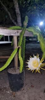 Casa do campo Flor de pitaya - 0