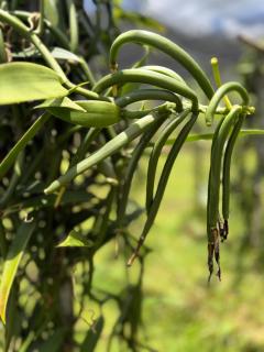 Vaihi's Garden Huahine - 5
