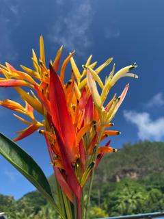 Vaihi's Garden Huahine - 6