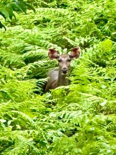 Zonooro Homestay Vythiri - 6