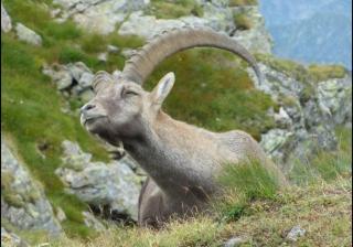 Ferienwohnung Bargehr Marion - 1