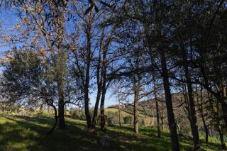 Cavallara - pace, natura e musica - 1