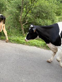 Casa Guardamino - Naturaleza - 2