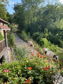 Casa Guardamino - Naturaleza - 8