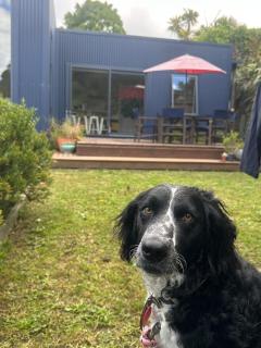 The Little Blue Haus - Pet Friendly Eco Pad, Nelson, NZ - 6