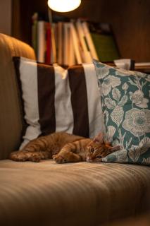 Siedlisko Dańce 91 - 7