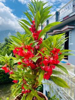 Shree Kedar dham Guest House - 2