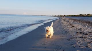 Villavilla #515 - Marielyst, Lollandfalstermøn - 3