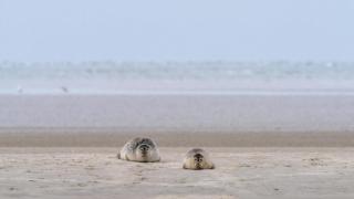 Villavilla #179 - Fanø, Sydjylland - 4