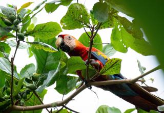 Bird & Surf 2BD Retreat Jungle Views Pool Gym - 2