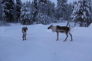 Villa Arctic Stillness - 5