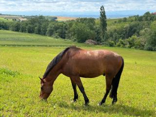 Chic & Nature Gîte - Domaine du Verdier, Lauragais - 7