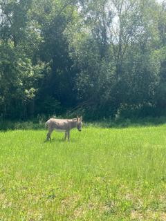 Chic & Nature Gîte - Domaine du Verdier, Lauragais - 1