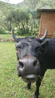 A Farm Experience at Shoulder Mountain Products - 9