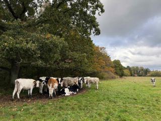 Cozy Holiday Home Close To Beach And Nature - 3