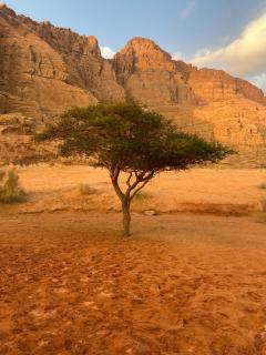 Stars light tent wadi rum - 5