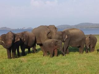 Little House Inn Anuradhapura - 2