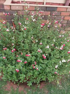 Golden Glory Manor - 3