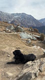 Tranquil trails home stay naddi - 6