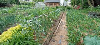 Dom Pod Złotym Bażantem - 2