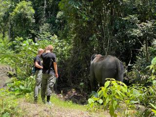 Green Forest Tangkahan - 7