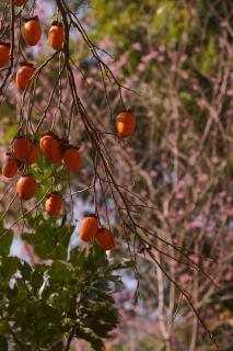 Mu Cang Homestay - 4