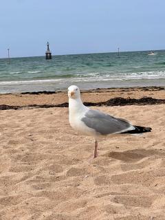 La Maison des Copains - Port en Bessin - 13 people - 2
